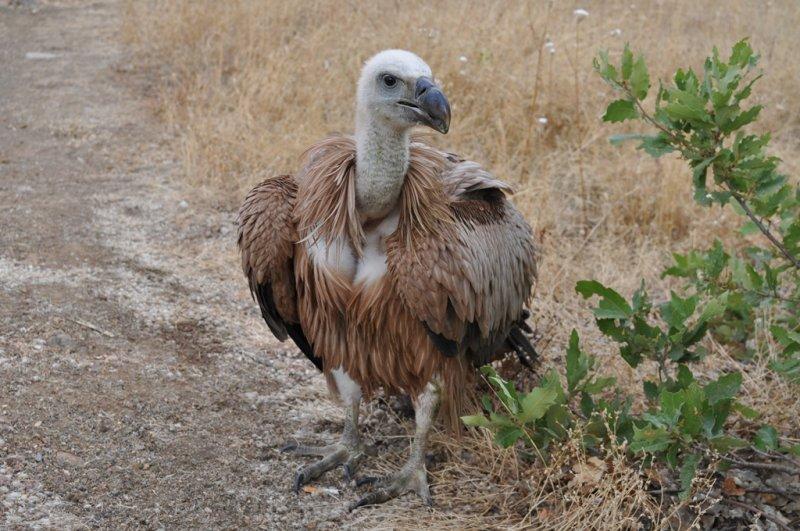 Dünyanın en tehlikeli yırtıcıları: Akbabalar 