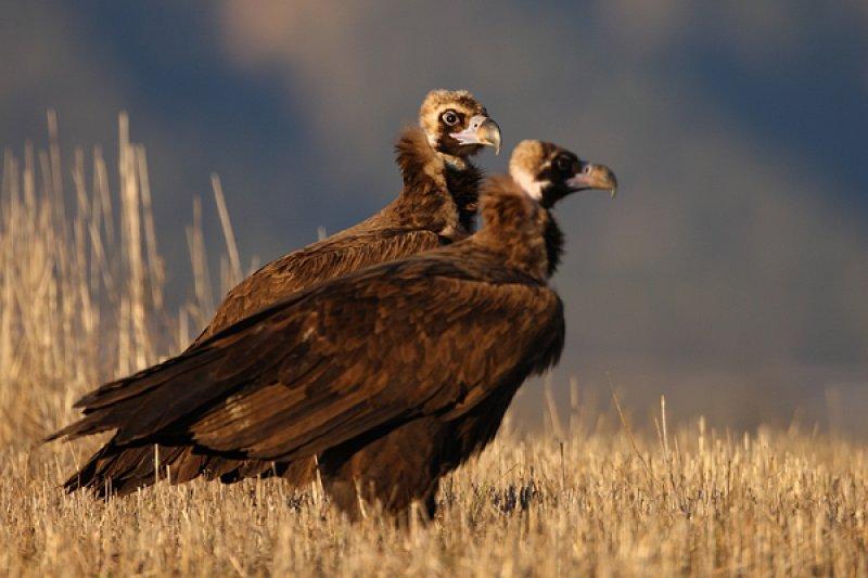 Dünyanın en tehlikeli yırtıcıları: Akbabalar 
