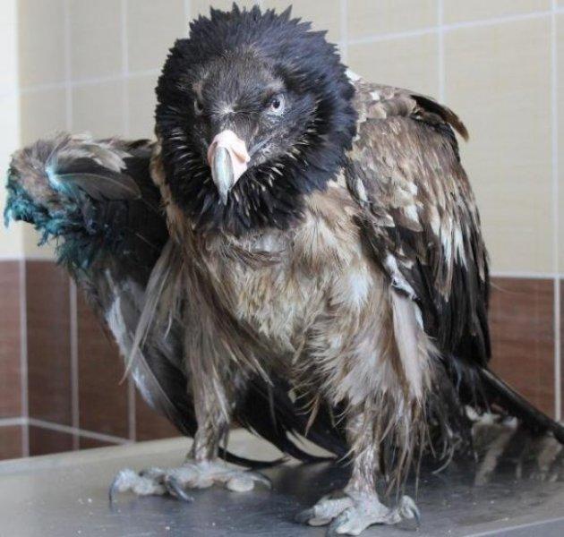 Dünyanın en tehlikeli yırtıcıları: Akbabalar 