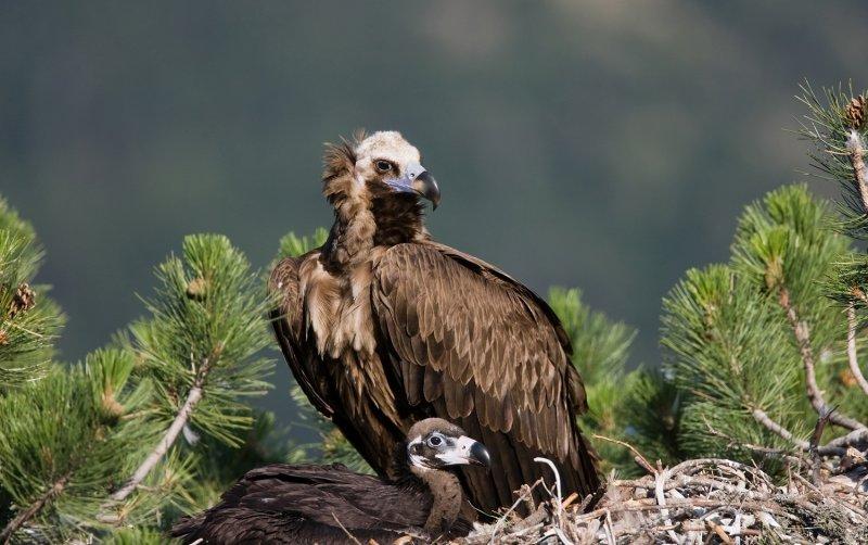 Dünyanın en tehlikeli yırtıcıları: Akbabalar 