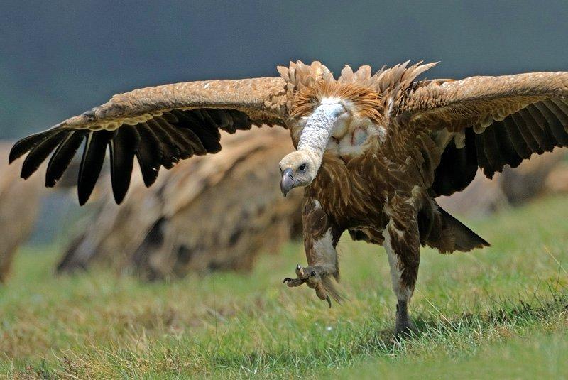 Dünyanın en tehlikeli yırtıcıları: Akbabalar 