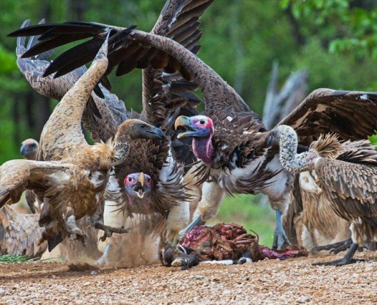 Dünyanın en tehlikeli yırtıcıları: Akbabalar 