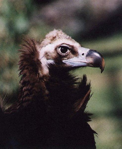 Dünyanın en tehlikeli yırtıcıları: Akbabalar 