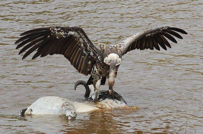 Dünyanın en tehlikeli yırtıcıları: Akbabalar 