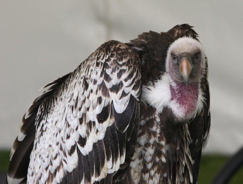 Dünyanın en tehlikeli yırtıcıları: Akbabalar 