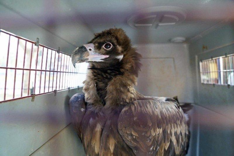 Dünyanın en tehlikeli yırtıcıları: Akbabalar 