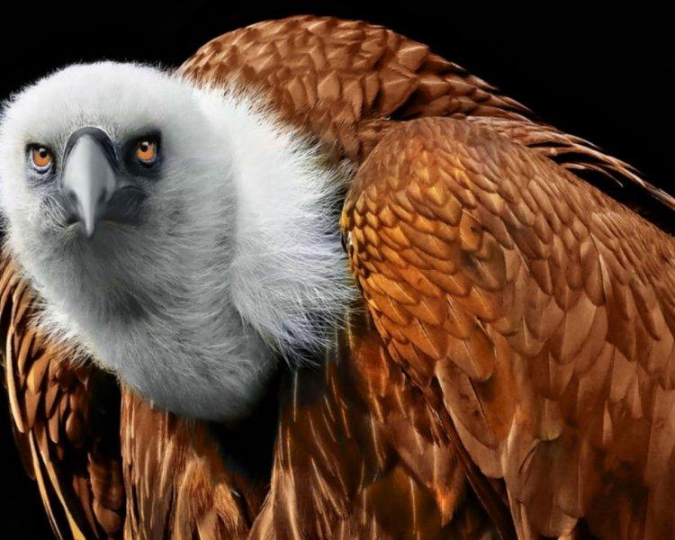 Dünyanın en tehlikeli yırtıcıları: Akbabalar 