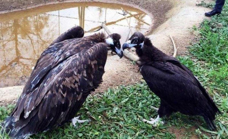 Dünyanın en tehlikeli yırtıcıları: Akbabalar 