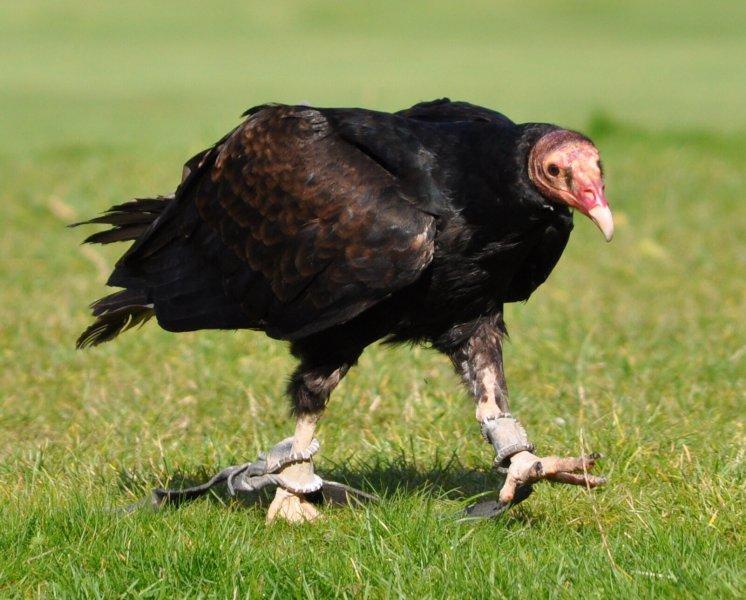 Dünyanın en tehlikeli yırtıcıları: Akbabalar 