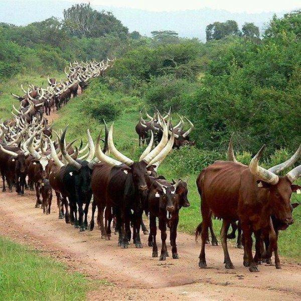 Dünyanın en iri boynuzlu hayvanı: Ankole  sığırı