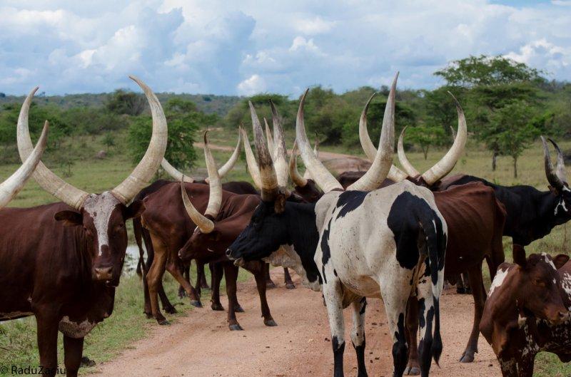 Dünyanın en iri boynuzlu hayvanı: Ankole  sığırı