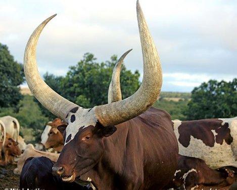 Dünyanın en iri boynuzlu hayvanı: Ankole  sığırı