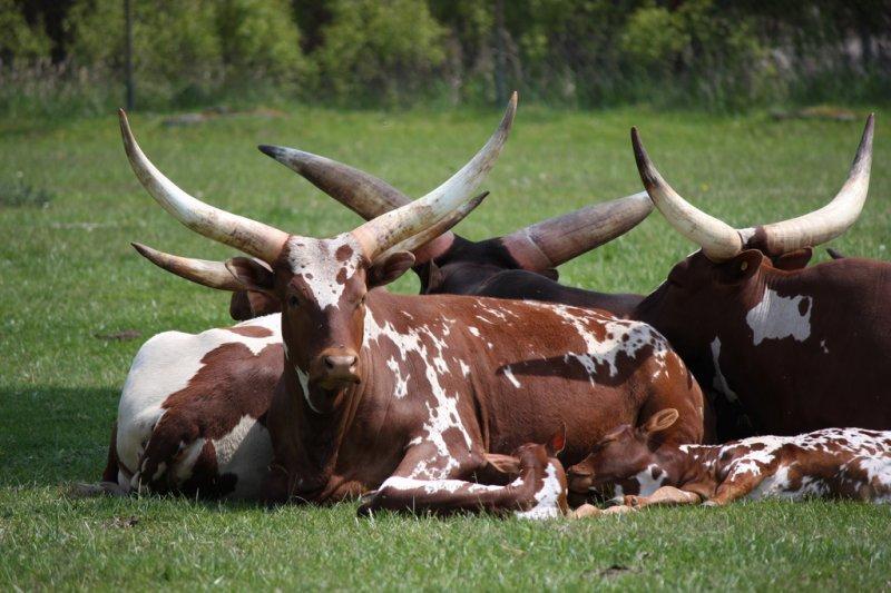 Dünyanın en iri boynuzlu hayvanı: Ankole  sığırı