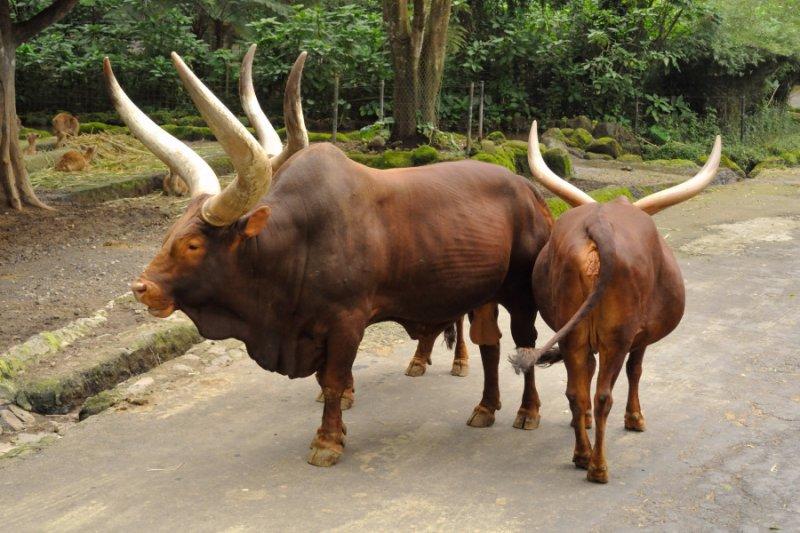 Dünyanın en iri boynuzlu hayvanı: Ankole  sığırı