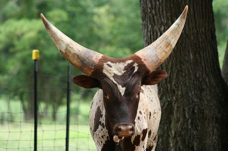 Dünyanın en iri boynuzlu hayvanı: Ankole  sığırı