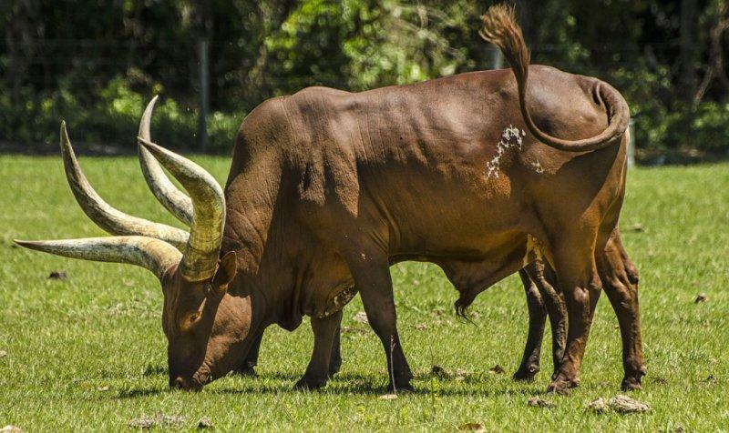 Dünyanın en iri boynuzlu hayvanı: Ankole  sığırı