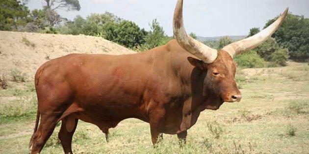Dünyanın en iri boynuzlu hayvanı: Ankole  sığırı