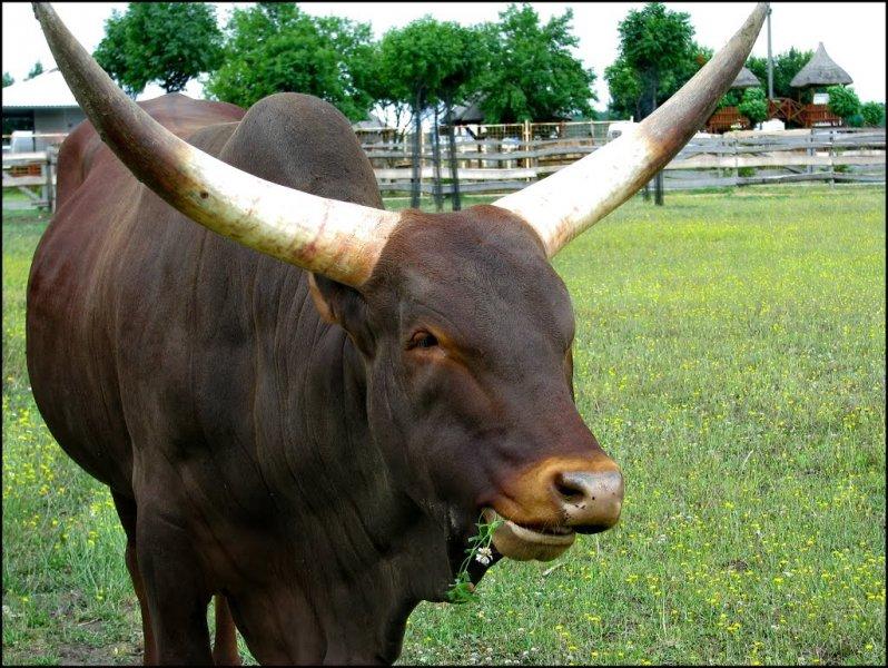 Dünyanın en iri boynuzlu hayvanı: Ankole  sığırı