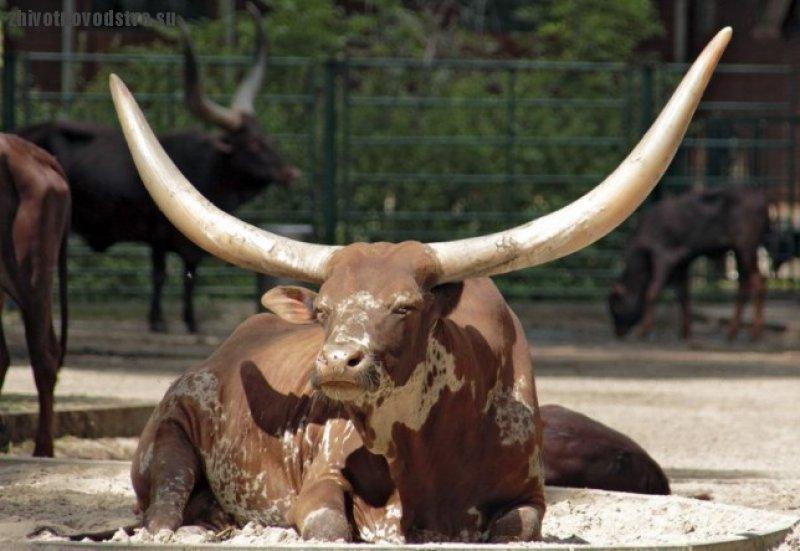 Dünyanın en iri boynuzlu hayvanı: Ankole  sığırı