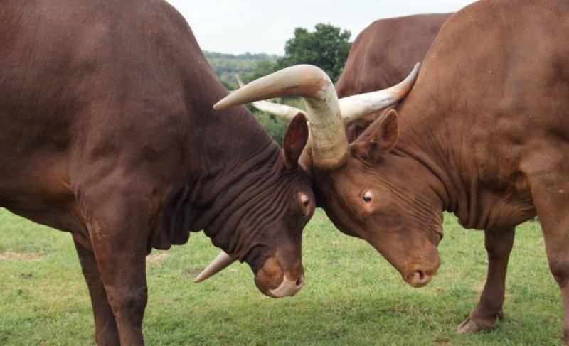 Dünyanın en iri boynuzlu hayvanı: Ankole  sığırı