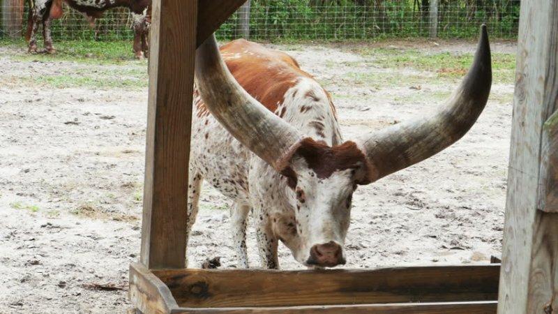 Dünyanın en iri boynuzlu hayvanı: Ankole  sığırı