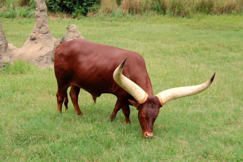 Dünyanın en iri boynuzlu hayvanı: Ankole  sığırı