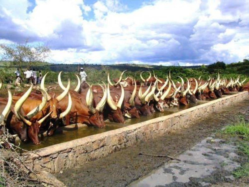 Dünyanın en iri boynuzlu hayvanı: Ankole  sığırı