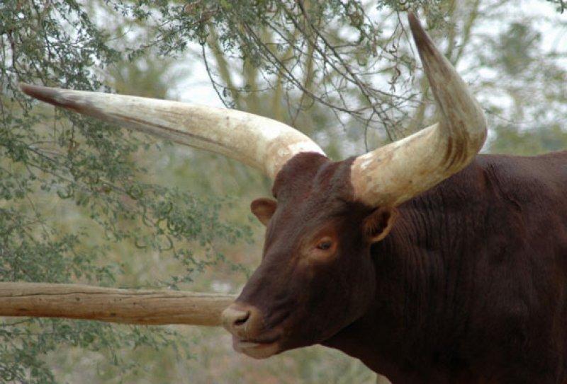 Dünyanın en iri boynuzlu hayvanı: Ankole  sığırı