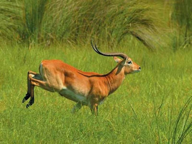 Oryx antilobunun boynuzları düştü