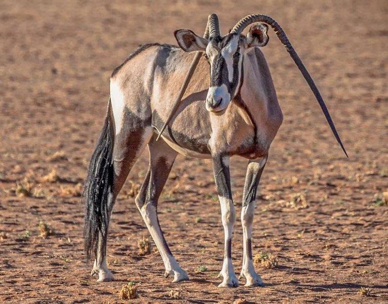 Oryx antilobunun boynuzları düştü
