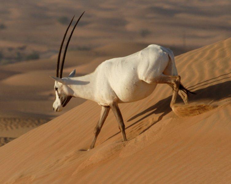 Oryx antilobunun boynuzları düştü