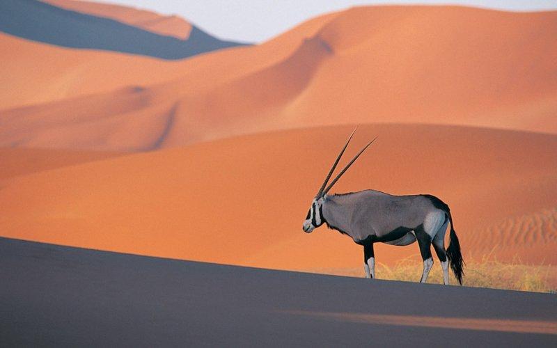 Oryx antilobunun boynuzları düştü