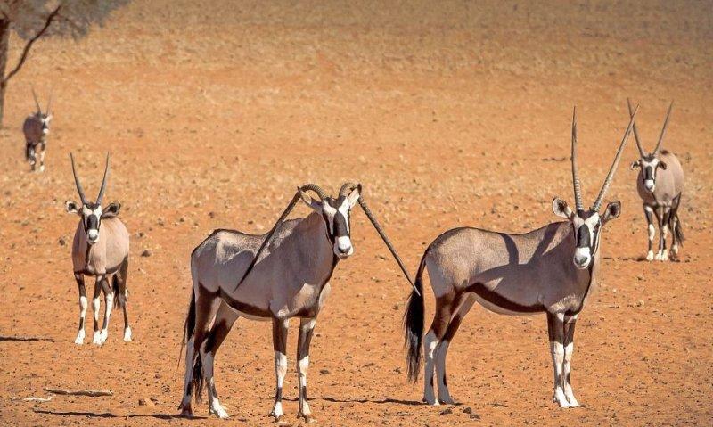 Oryx antilobunun boynuzları düştü