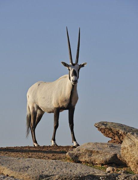 Oryx antilobunun boynuzları düştü
