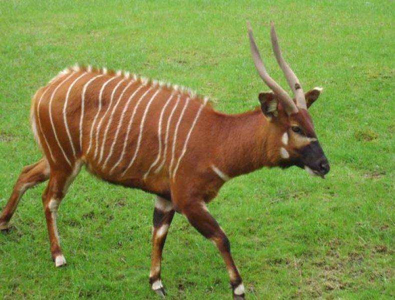 Oryx antilobunun boynuzları düştü