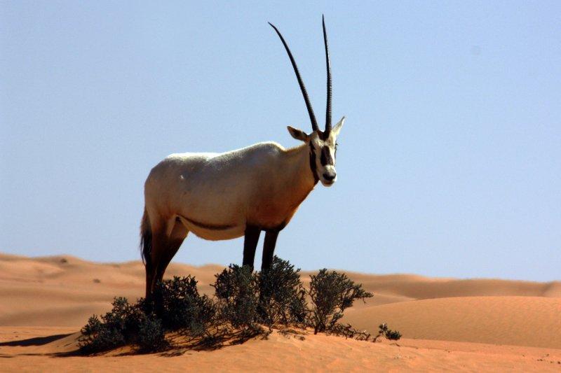 Oryx antilobunun boynuzları düştü