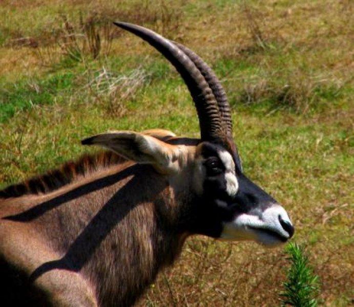 Oryx antilobunun boynuzları düştü