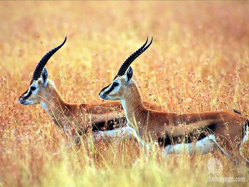 Oryx antilobunun boynuzları düştü