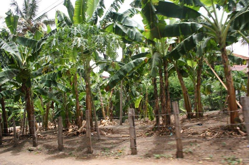 Tanzanya'nın en büyük şehri: Darüsselam