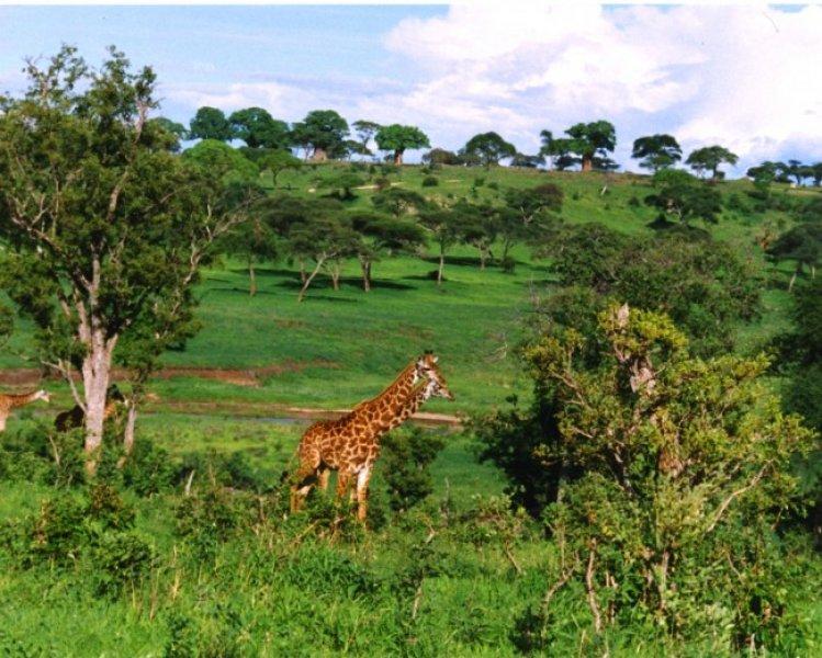 Tanzanya'nın en büyük şehri: Darüsselam
