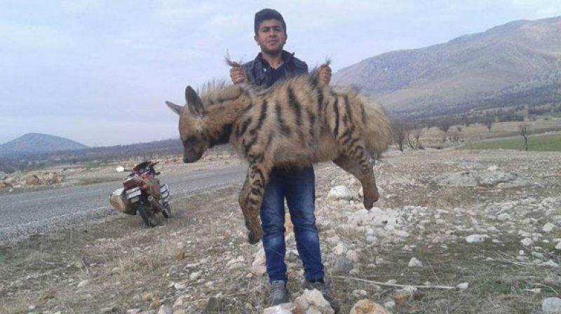 Anadolu’da yaşayan 10 vahşi hayvan