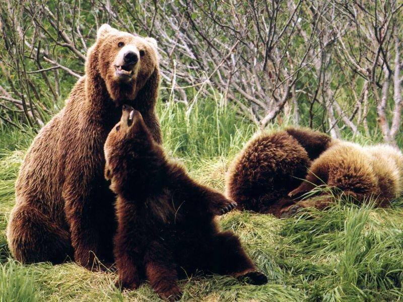 Anadolu’da yaşayan 10 vahşi hayvan