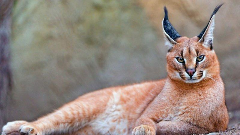 Anadolu’da yaşayan 10 vahşi hayvan