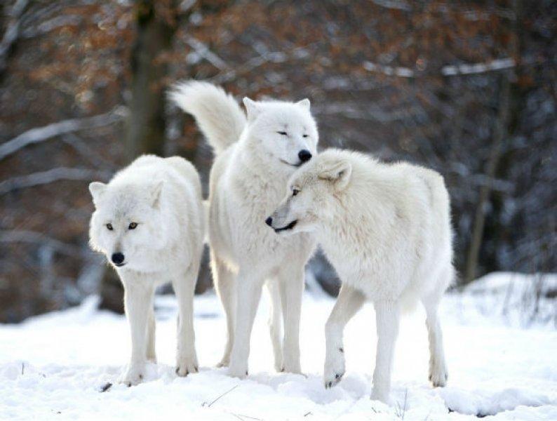 Anadolu’da yaşayan 10 vahşi hayvan