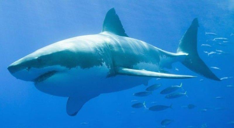 Anadolu’da yaşayan 10 vahşi hayvan