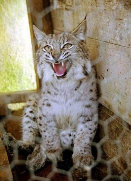 Anadolu’da yaşayan 10 vahşi hayvan