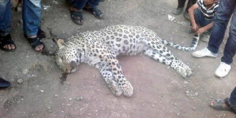 Anadolu’da yaşayan 10 vahşi hayvan