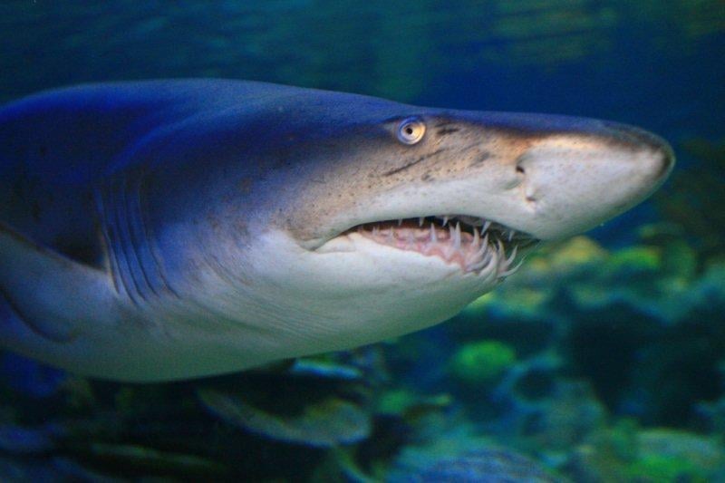 Anadolu’da yaşayan 10 vahşi hayvan