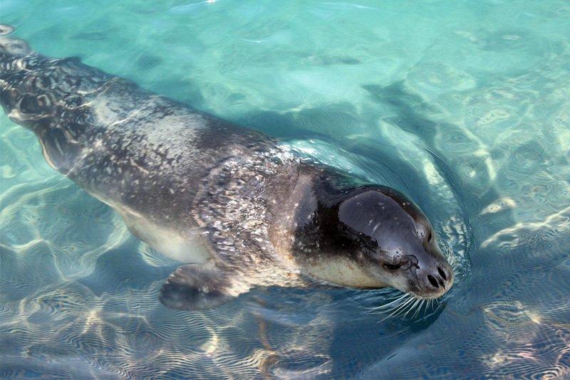 Anadolu’da yaşayan 10 vahşi hayvan