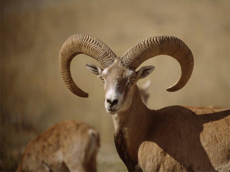 Anadolu’da yaşayan 10 vahşi hayvan